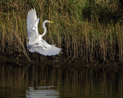 Snowy egret-_dsc3331.jpg