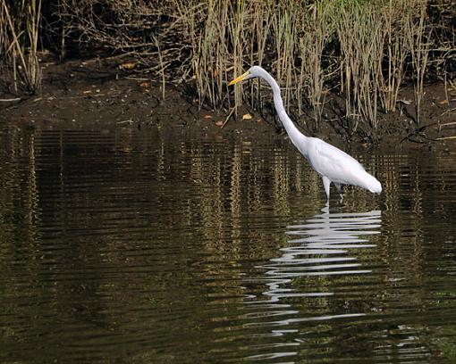 Snowy egret-_dsc3337.jpg