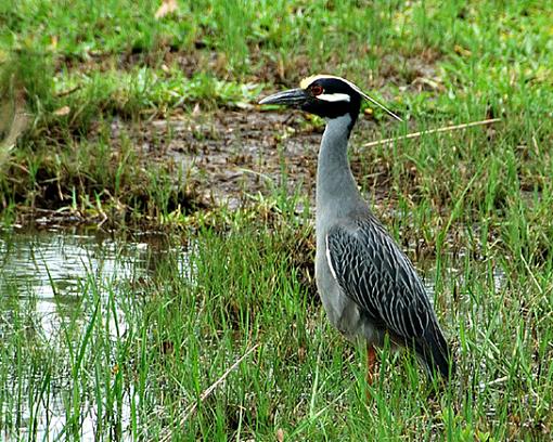 Black Crowned Night Heron-dsc_1012-copy.jpg-800.jpg