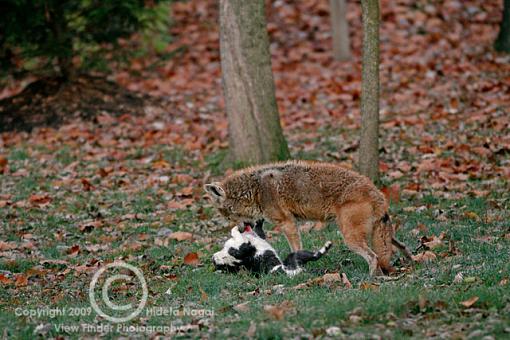 Coyote in my backyard ate the neighborhood cat (warning ...