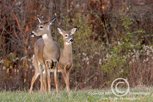 Roadside Attraction-roadside-attraction.jpg