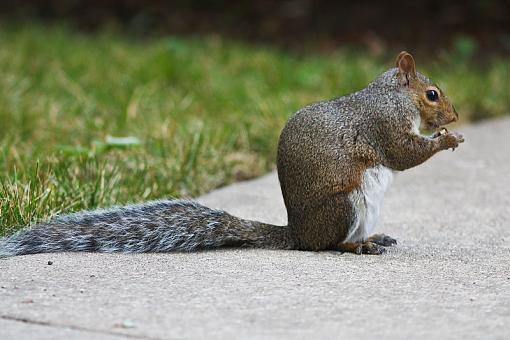 Bushy tailed rats-20090803-img_3884-2.jpg