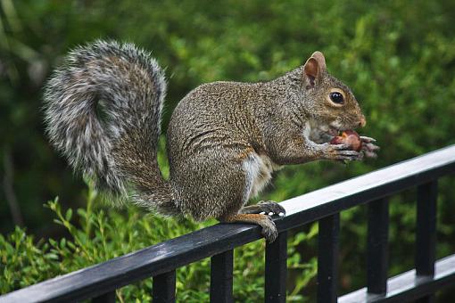 Bushy tailed rats-img_6398-2.jpg