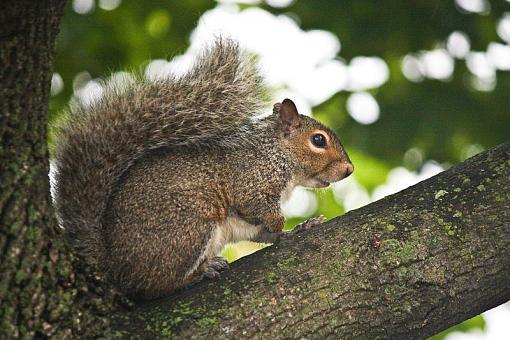 Bushy tailed rats-img_6410-2.jpg