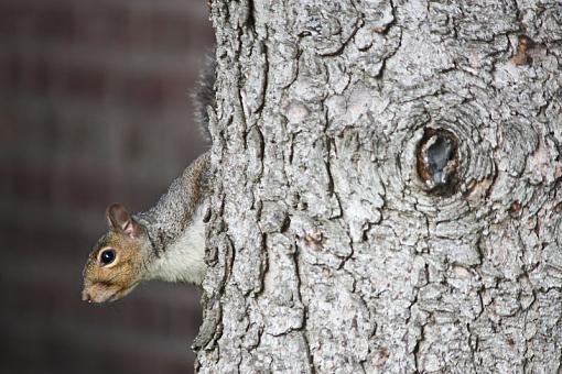 Bushy tailed rats-img_6465-2.jpg