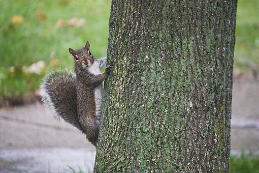 Bushy tailed rats-img_6408-2.jpg