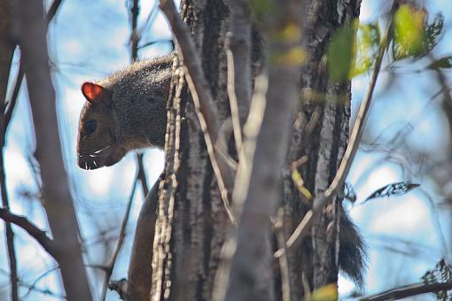 Bushy tailed rats-img_7006.jpg