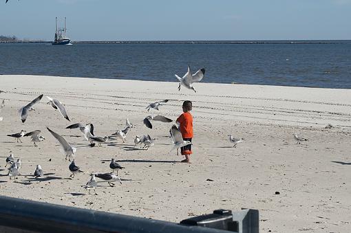 Feeding the birds-dsc_3833.jpg