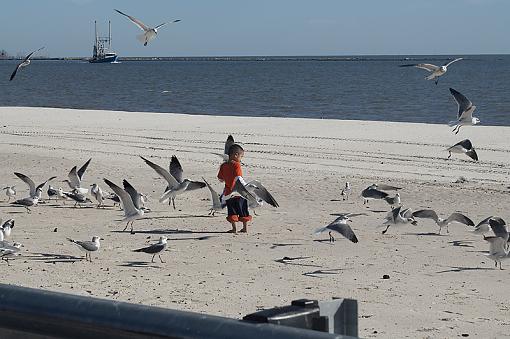 Feeding the birds-dsc_3837.jpg