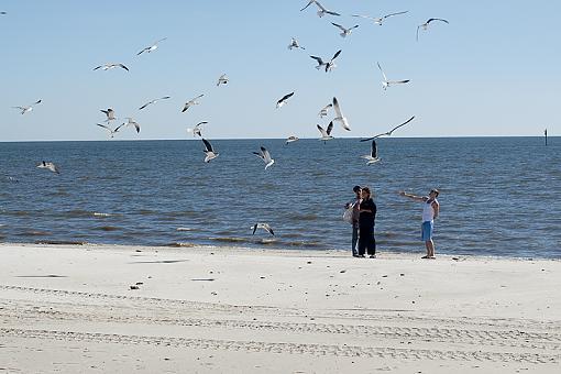 Feeding the birds-dsc_3853.jpg