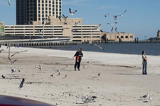 Feeding the birds-dsc_3845.jpg