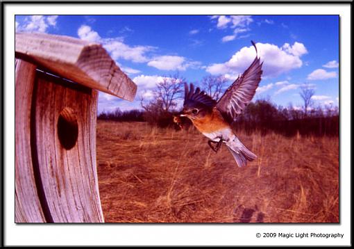 Bluebird revisited-bird-3.jpg