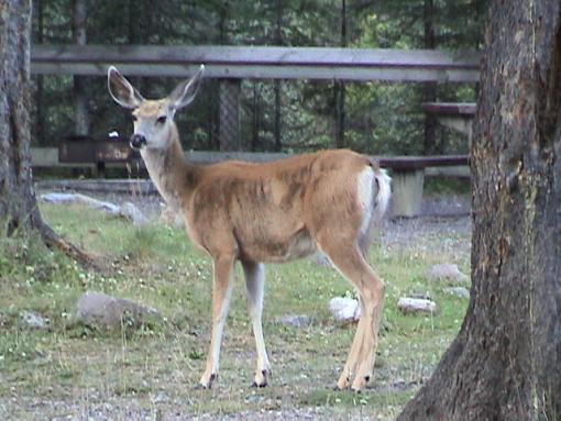 Mule deer-canmd065.jpg