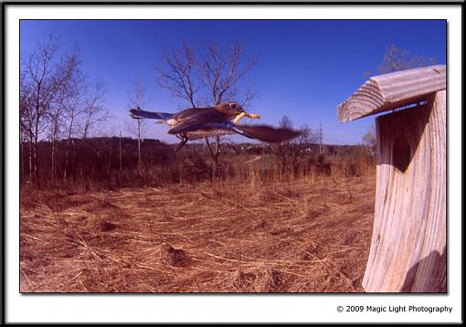 Bluebird revisited-bird-5.jpg