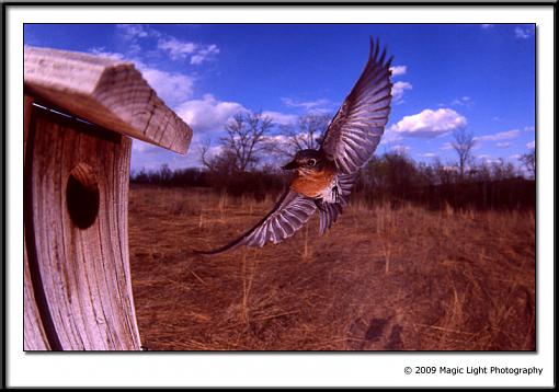 Bluebird revisited-bird-2.jpg