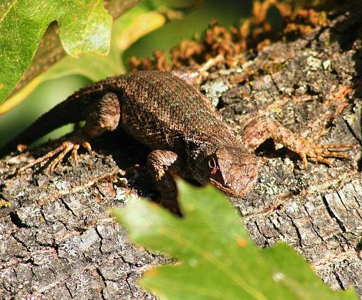 Camo Lizard-lizard800-1.jpg