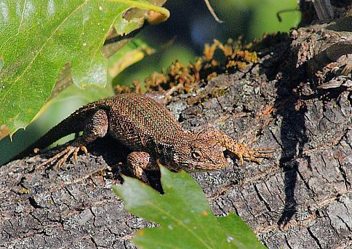 Camo Lizard-lizard-2.jpg