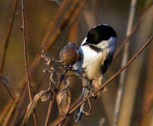 Black capped chickadee series-black-capped-chickadee_1.jpg