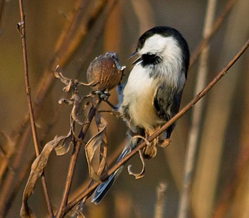 Black capped chickadee series-black-capped-chickadee_2.jpg