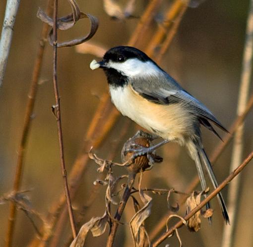 Black capped chickadee series-black-capped-chickadee_4.jpg