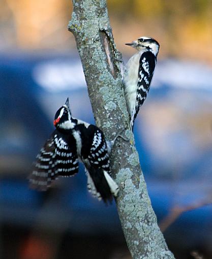 Woodpecker pair-woodpecker_pair.jpg