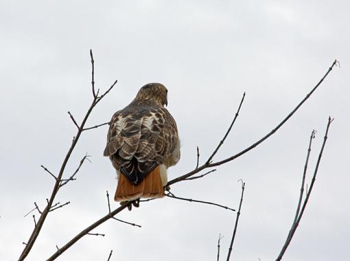 Sneaking up on these guys is difficult!-red-tailed-hawk-1.jpg