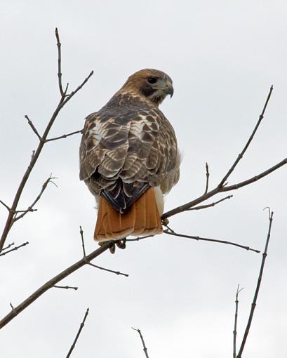 Sneaking up on these guys is difficult!-red-tailed-hawk-2.jpg