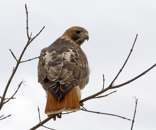 Sneaking up on these guys is difficult!-red-tailed-hawk-3.jpg