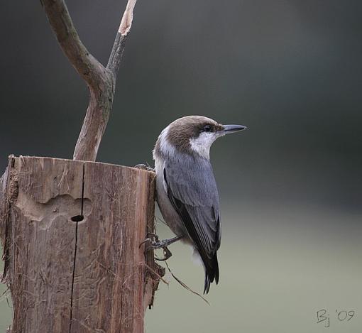 Brown-headed Nuthatch-brown-headed-nuthatch.jpg