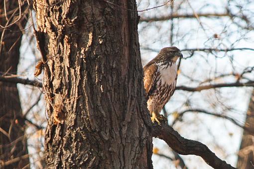 Red Tail-img_7415.jpg