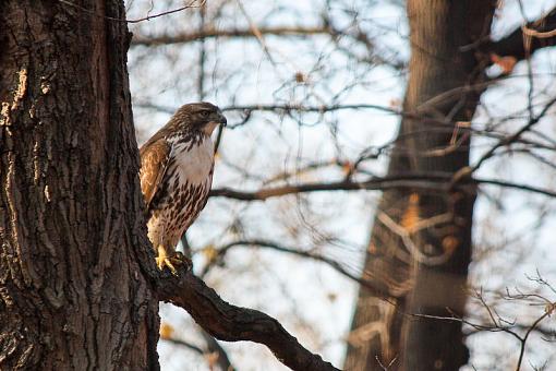 Red Tail-img_7413.jpg