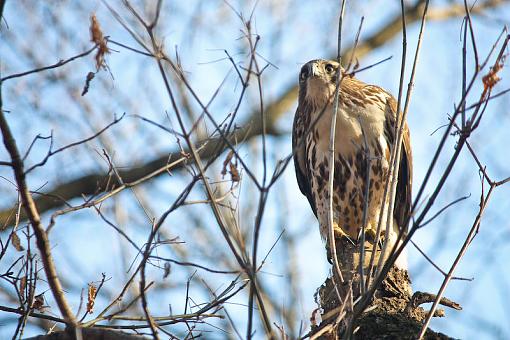 Red Tail-img_7402.jpg