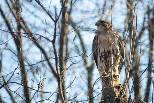 Red Tail-img_7392.jpg