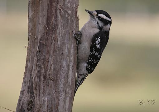 Downy Woodpecker-downy-woodie.jpg