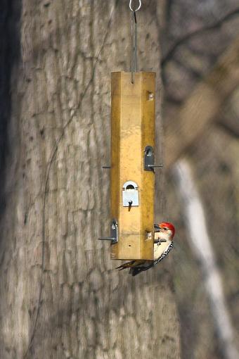 Red Headed Woodpecker-img_7537.jpg