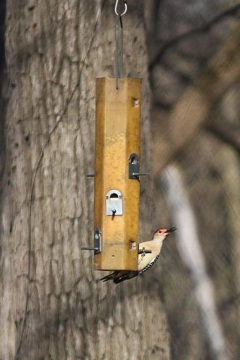 Red Headed Woodpecker-img_7541.jpg