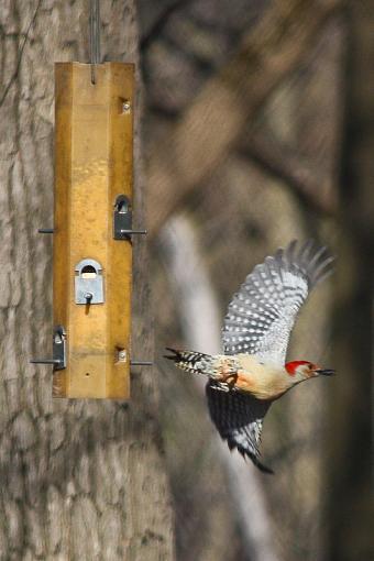 Red Headed Woodpecker-img_7544.jpg