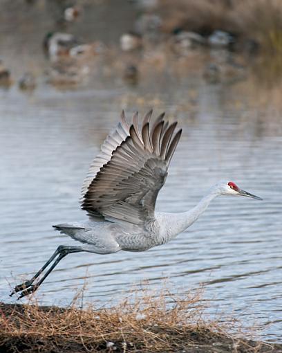 Sandhill Cranes-sandhill-crane-take-off-flckr.jpg