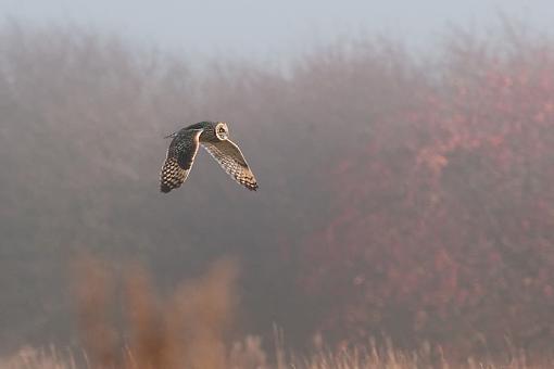 Short-eared owl in flight-owl-flying-front-vegatations-5293.jpg