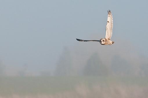 Short-eared owl in flight-owl-fog.jpg