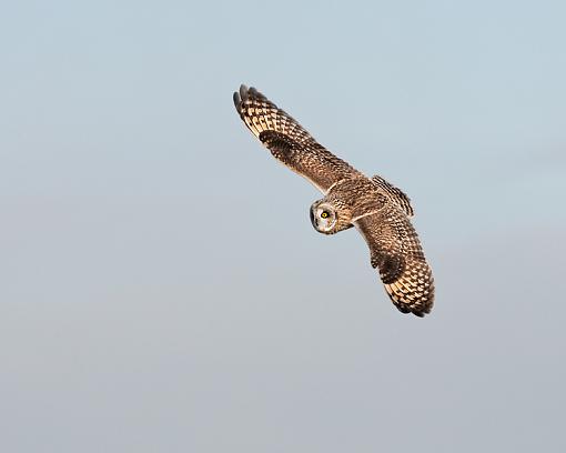 Short-eared owl in flight-owl-flight-top-view-5341.jpg