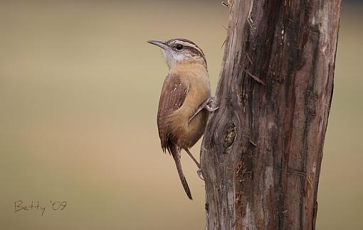 Carolina Wren-carolina-wren.jpg