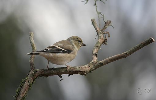 Goldfinch-goldfinch.jpg