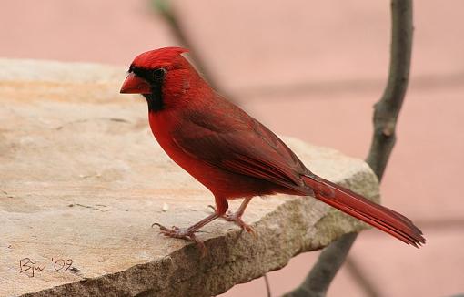 Cardinal-cardinal.jpg