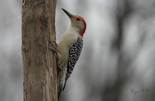 Red-bellied Woodie-redbelliedwoodie.jpg