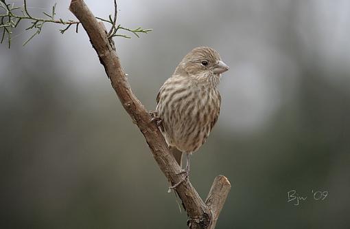 House Finch-house-finch.jpg