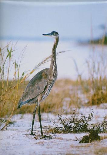 Great Blue Herron-lake-fredrick-nas-pensacola-002.jpg