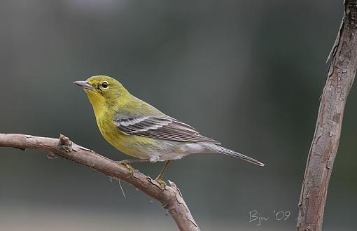 Pine Warbler-pine-warbler.jpg