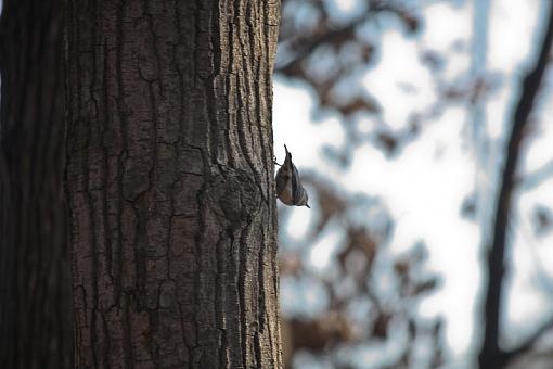 Fall 2009 Bird ID Thread-img_8348.jpg