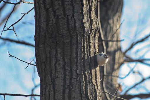 Fall 2009 Bird ID Thread-img_8349.jpg